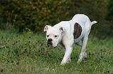 BOULEDOGUE AMERICAIN 357